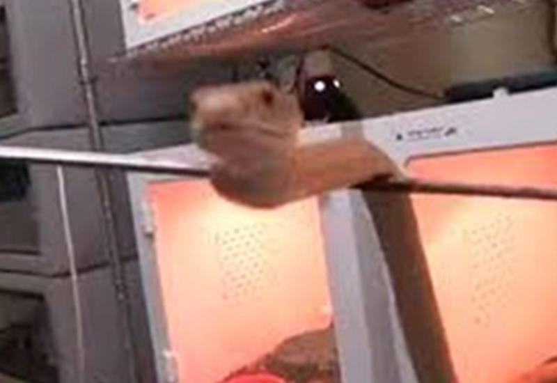 Видео с сидящей за стеклом змеей вызвало у пользователей Сети удивление и страх