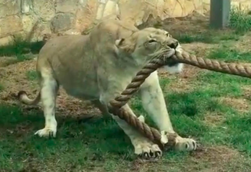 Силачи vs лев: кто победит в перетягивании каната