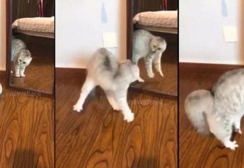 Кошка, отстоявшая свою территорию у зеркала, стала интернет знаменитостью