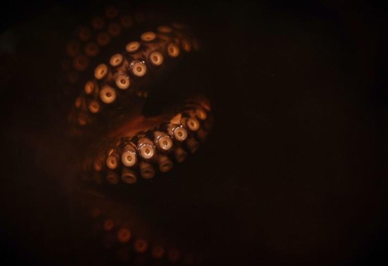 Жизнь могла попасть на Землю из космоса: инопланетные осьминоги