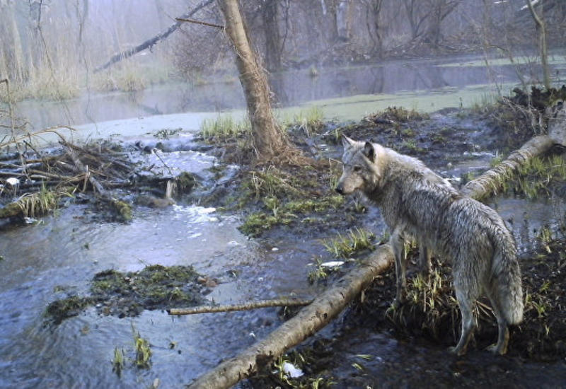 Ученые впервые отследили волка, сбежавшего из Чернобыльской зоны отчуждения