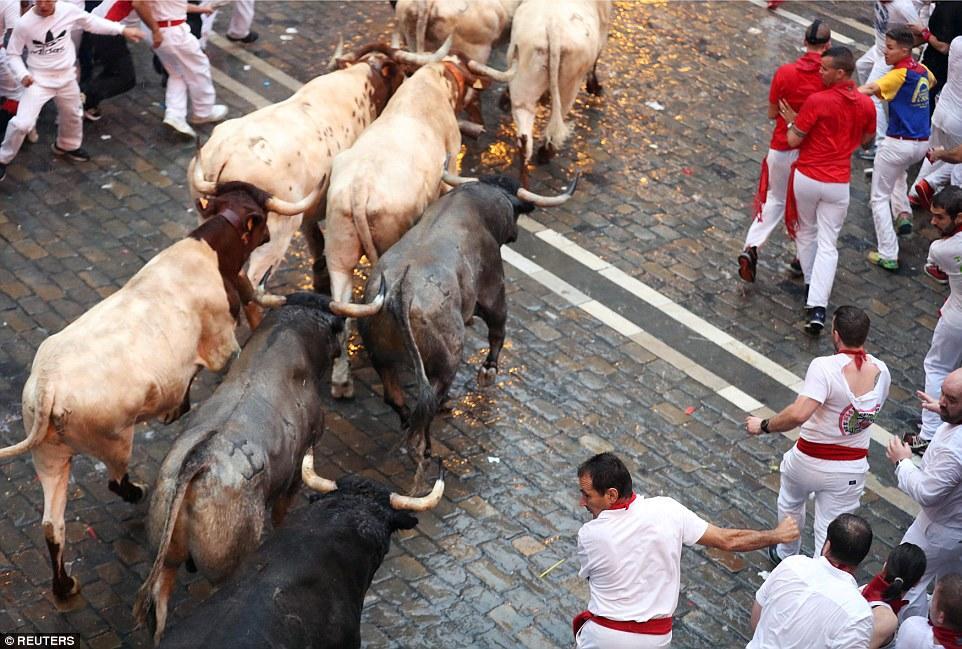 Məşhur buğa festivalı başlandı: 5 nəfər yaralanıb