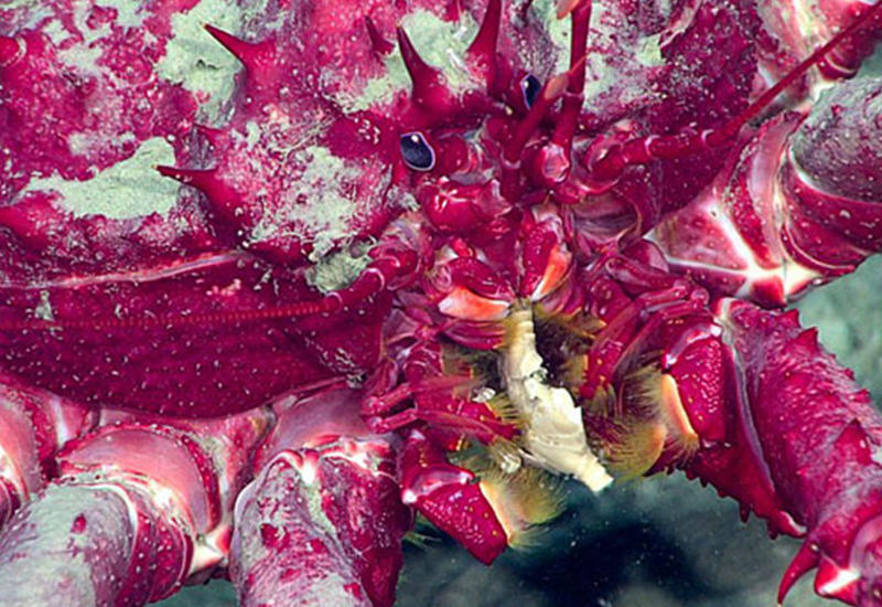 «Чудовища» с океанского дна: опубликованы кадры с самыми загадочными существами