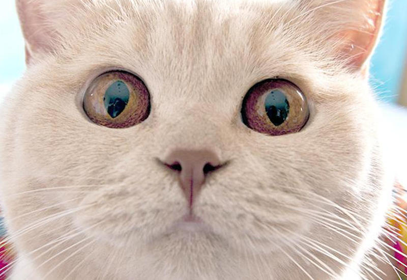 Убаюкивающая ребенка кошка умилила пользователей Сети