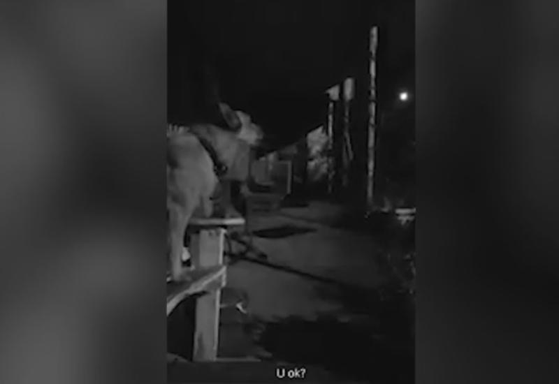Пес подвыл и случайно перепел хит Бритни Спирс