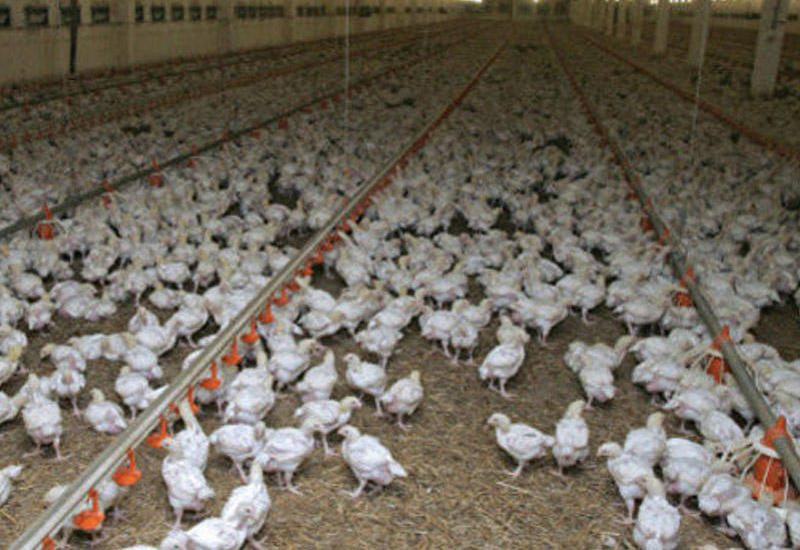 Азербайджан расширит экспорт птицеводческой продукции на новые рынки