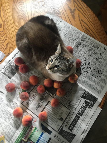 «Котик с персиками» покорил Сеть