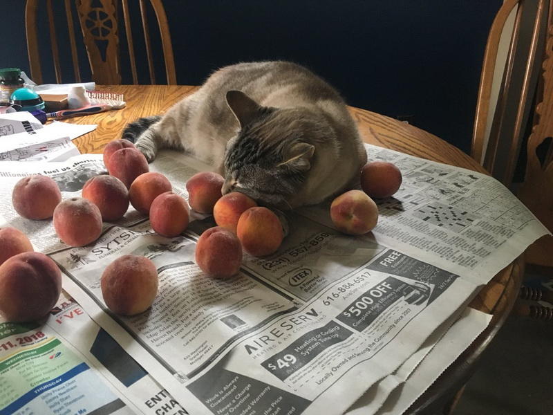 «Котик с персиками» покорил Сеть