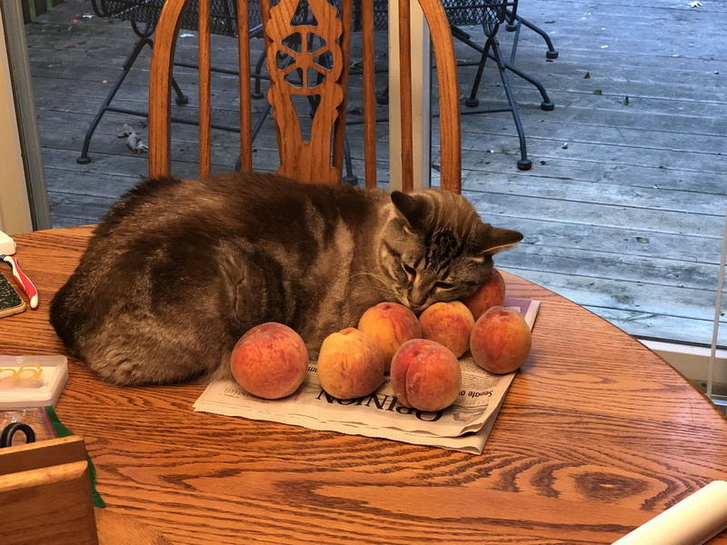 «Котик с персиками» покорил Сеть