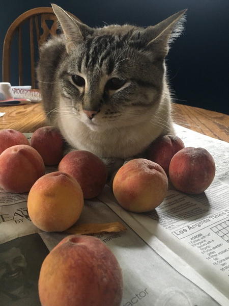 «Котик с персиками» покорил Сеть
