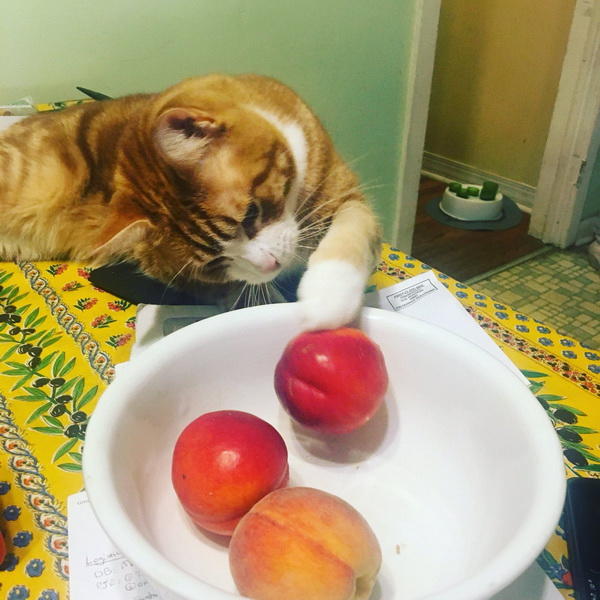 «Котик с персиками» покорил Сеть