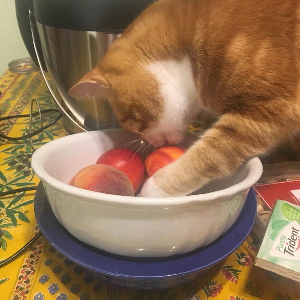 «Котик с персиками» покорил Сеть