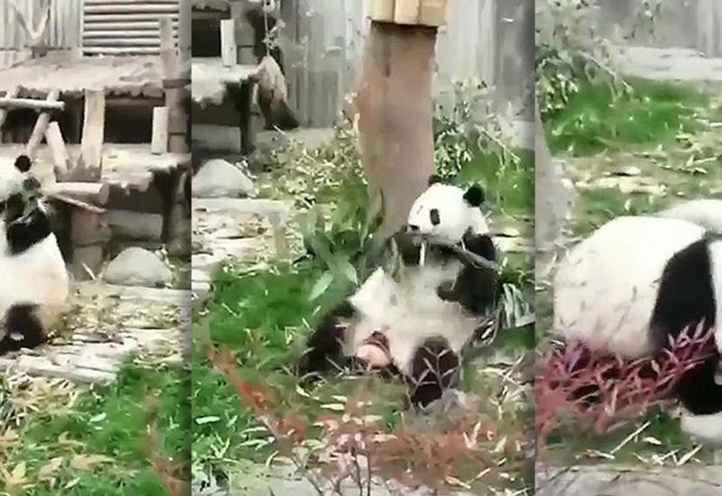 В Сети появилось видео с реальным Кунг-фу Пандой