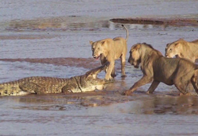 Львы против крокодила: захватывающая схватка хищников попала на камеры