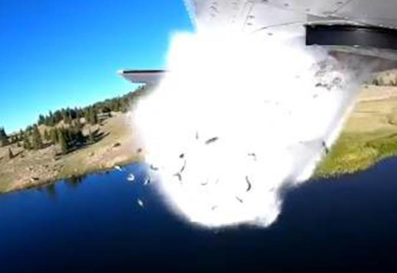 Сотни рыб ради их спасения сбросили с аэроплана и заставили полететь