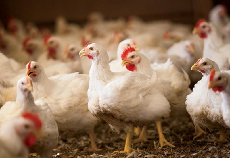 Испания ограничила разведение кур вне помещений