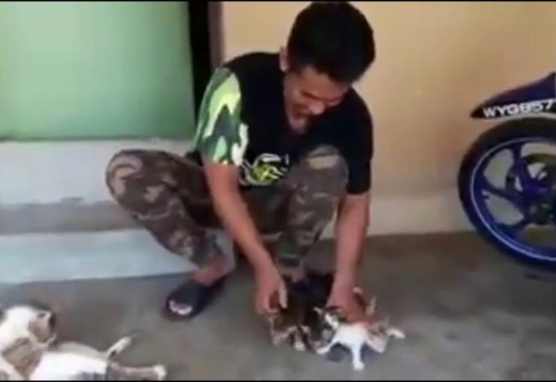 Сеть поразил лайфхак по быстрому убаюкиванию неугомонных котят