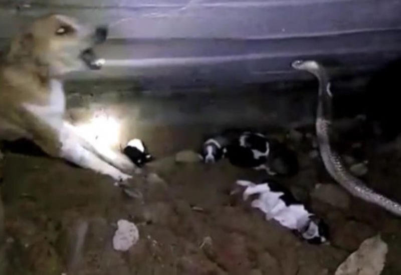 Смелая собака атаковала кобру, убившую 2 ее щенков - чтобы защитить остальных