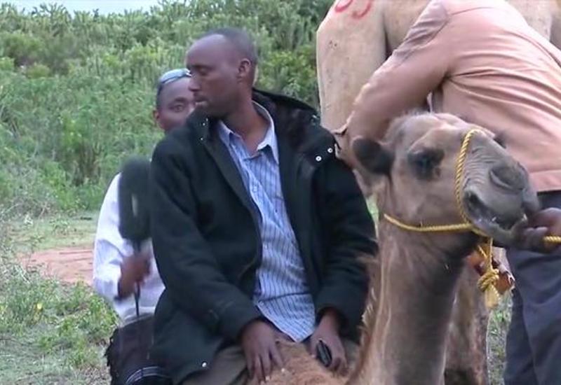 Верблюд взбесился и чуть не затоптал двух журналистов во время съемок