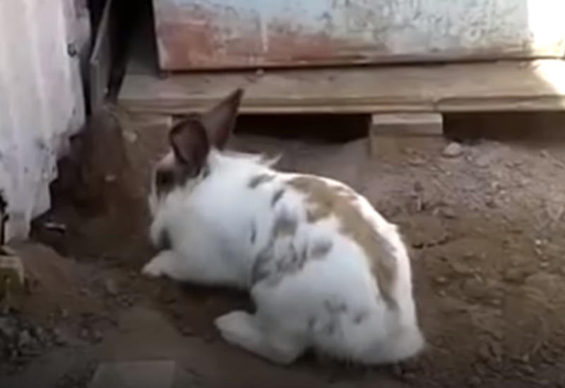 Смелый кролик помог кошке выбраться из ловушки