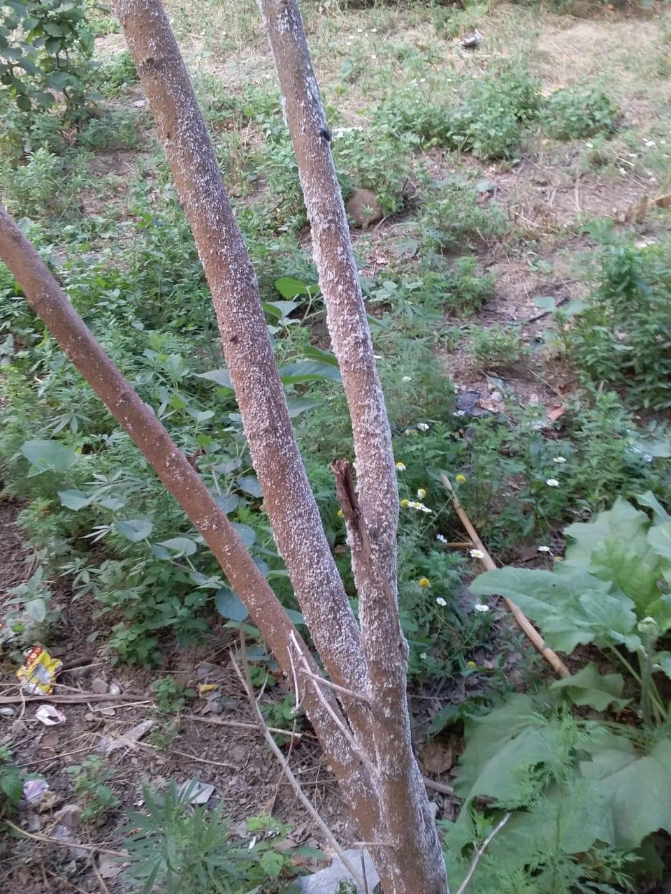 Небывалое нашествие вредителей в Товузе