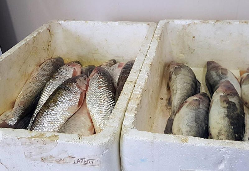 Balıq alarkən nəyə diqqət edək? - Dəyərli məsləhətlər