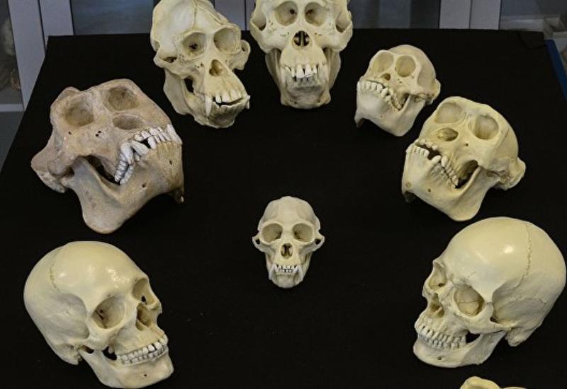Ученые не нашли ничего необычного в вариациях формы черепа человека