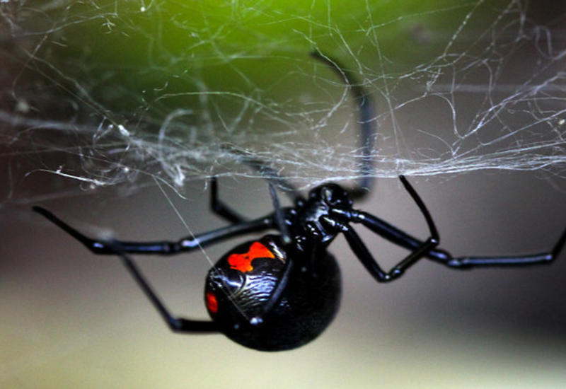 Прочнее стали: открыто невероятное свойство паутины «черной вдовы»