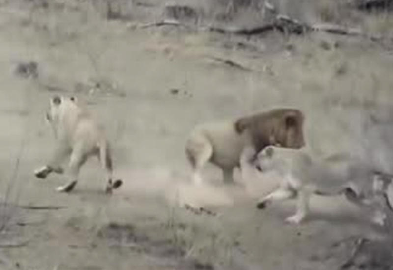 Царь зверей решил показать львицам, кто в доме хозяин, но облажался