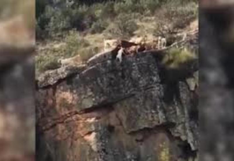 Дюжина собак погналась за оленем и упала со скалы