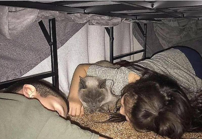 Кошка месяц ждала возвращения своих хозяев возле сгоревшего дома в Калифорнии