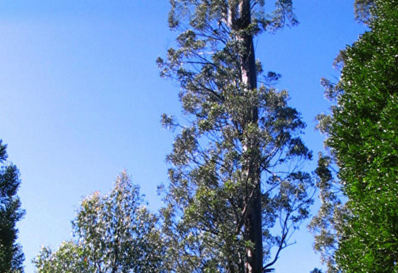 В Тасмании обнаружено самое высокое в мире лиственное дерево