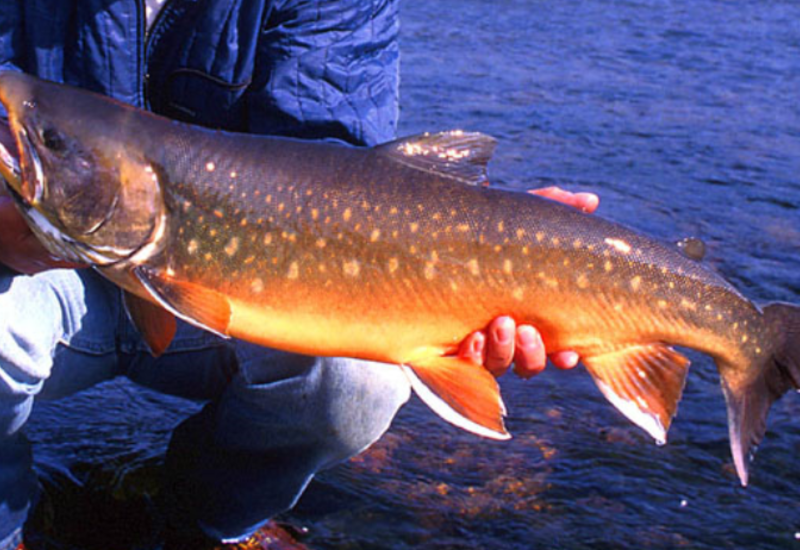 Ученые назвали самую полезную для здоровья рыбу