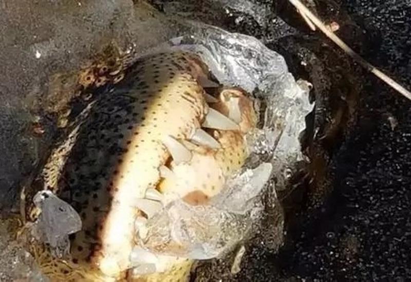 Аллигаторы вмерзли в лед из-за холодов