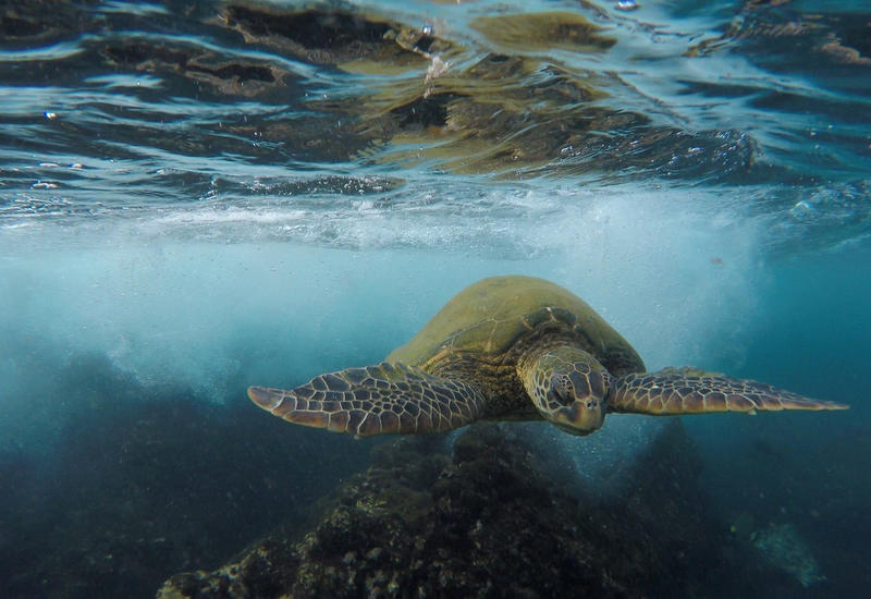 Учёные предрекли изменение цвета Мирового океана