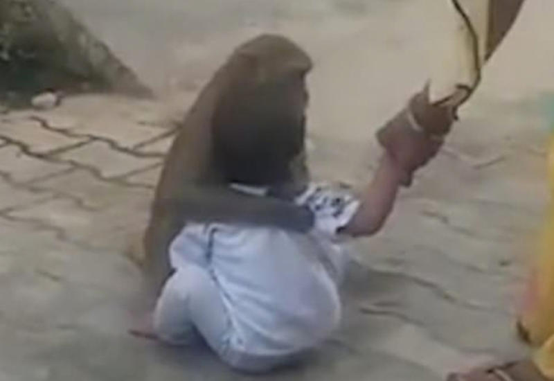 Обезьяна похитила ребенка и отказалась его отдавать