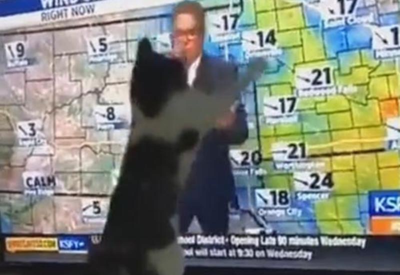 Кошка попыталась напасть на телеведущего, озвучившего плохой прогноз погоды