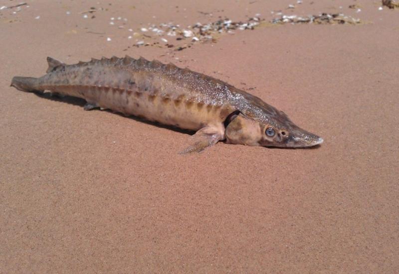 Шторм порадовал прохожих свежей рыбой, падающей им под ноги