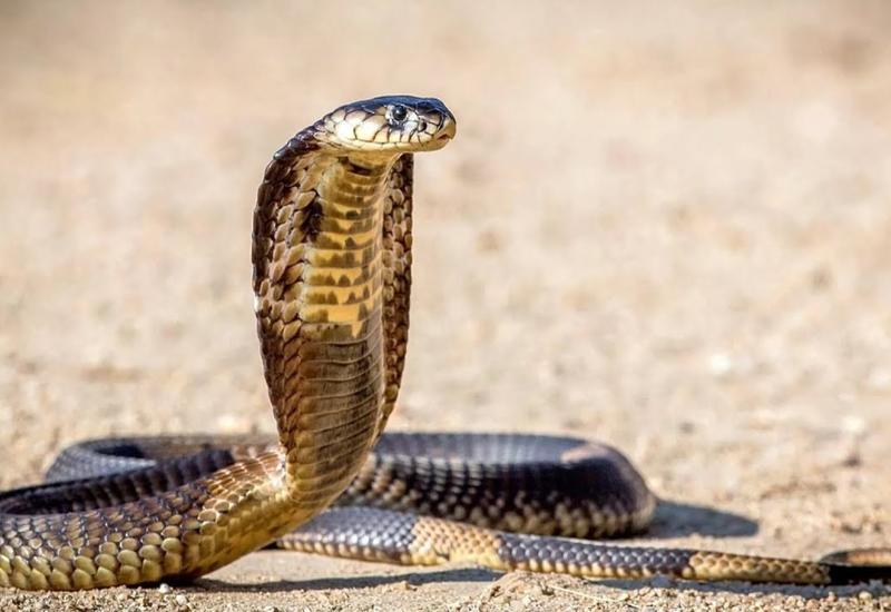 Кобра захватила банкомат и не позволила людям снять наличные деньги