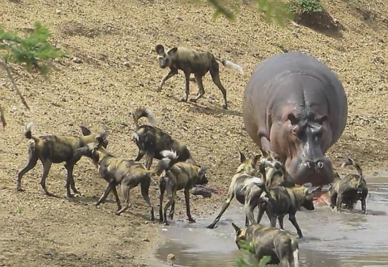 Бегемот утопил антилопу, «спасая» её от диких собак