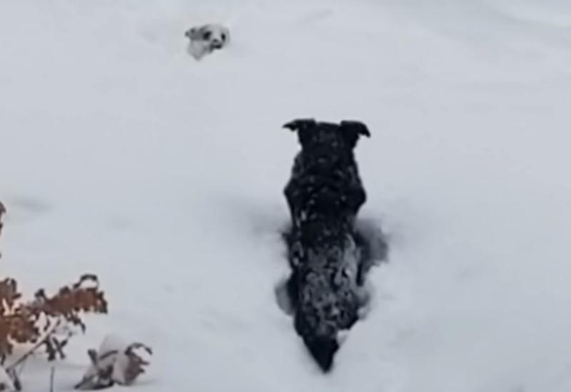 Пес пришел на помощь к пытавшемуся пробраться через сугроб другу