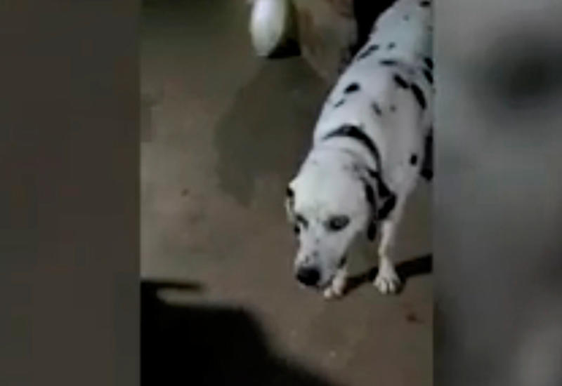 Собака ценой своей жизни спасла семью от кобры