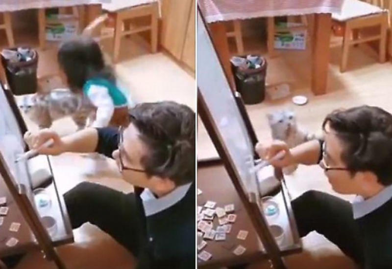 Кошка наказала отца за невоспитанную дочь