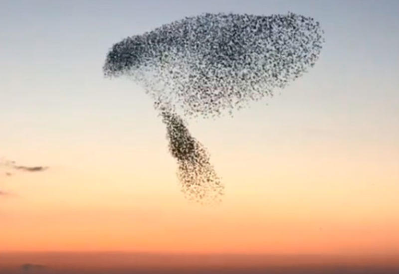 Завораживающий танец птиц попал на камеры