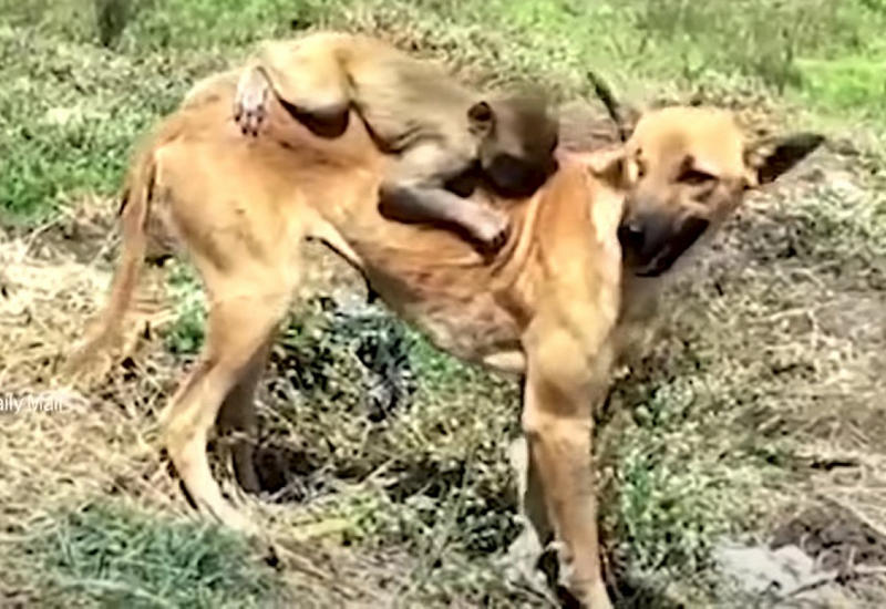 Одноглазая собака удочерила осиротевшую обезьяну