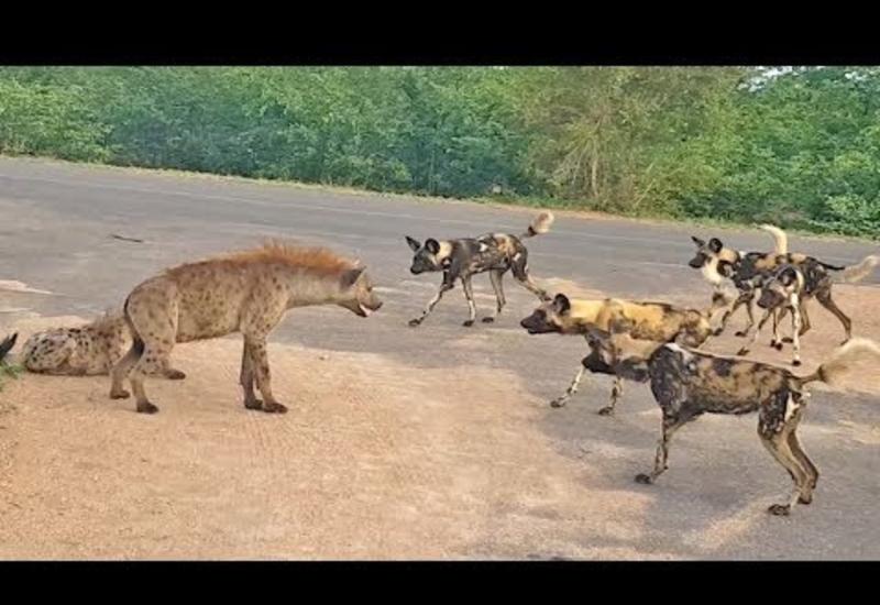 Гиена отбила своих детёнышей у стаи диких собак