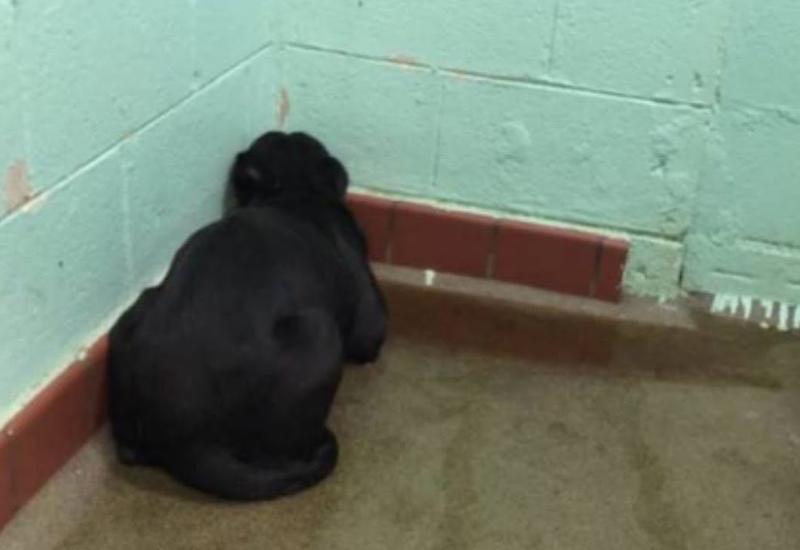 Брошенная собака сидела не двигаясь, прижавшись к стене. Когда в приюте поняли, все пришли в ярость