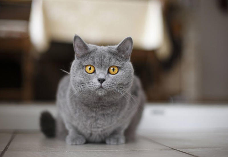 Кошка унесла котенка, и мужчина потратил два дня, чтобы отыскать малыша