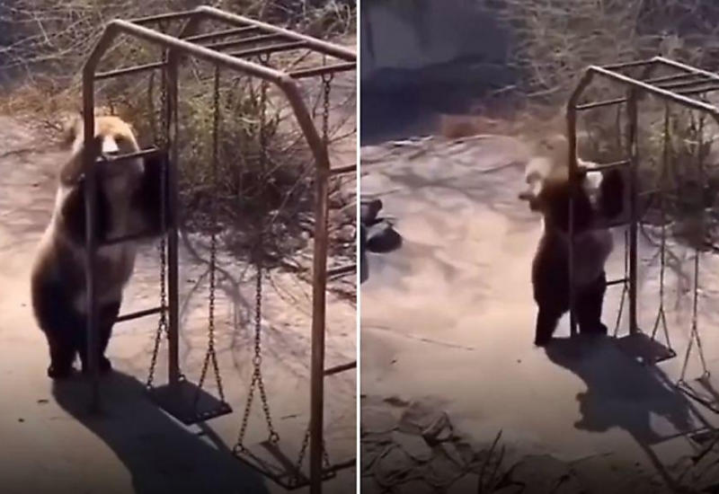 Танцующий медведь стал новой звездой интернета