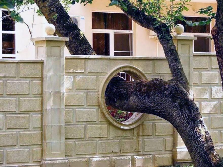 14 домов, архитекторы которых отказались спиливать деревья
